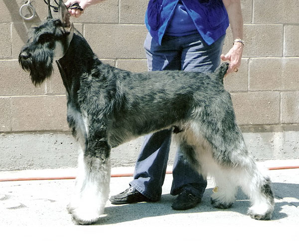 cost of a giant schnauzer